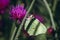 Tuberous Thistle plant