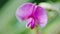 Tuberous vetchling, lathyrus tuberosus. Pink wild pea grass flowers. Close up.