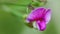 Tuberous vetchling, lathyrus tuberosus. Pink wild pea grass flowers. Close up.