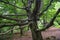 Tubers and branches on an old gnarled tree