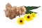 Tubers and flowers of jerusalem artichoke