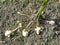 Tubers of Jerusalem artichoke, harvesting