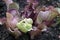 Tubes of a young Sarracenia purpureas plant