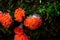 Tubifera ferruginosa slime mold on a mossy log