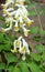 Tubular White Corydalis Flowers in Bloom