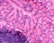 Tubuloacinar gland. Brunnerâ€™s gland