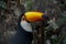 Tucan bird in a rescue center in Bolivia