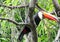 Tucan bird on the tree branch