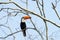 Tucan bird on the tree branch