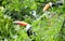 Tucan bird on the tree branch