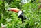 Tucan on green tree