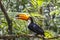 Tucano, Parque das Aves, Foz do Iguacu, Brazil.