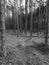 Tuchola Pinewoods. Artistic look in black and white.