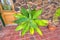 Tucson, Arizona- Agave plant near the rock wall on a porch