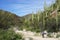 Tucson, Arizona - March 11, 2017: Two hikers dwarfed by giant Saguaro cactus in Sabino Canyon outside Tucson