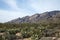 Tucson Landscape