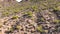 Tucson Mountains aerial view, Tucson, Arizona, USA