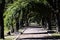 Tucuman , pedestrian path tree tunnel in the Plaza Independencia