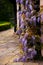 Tudor antique house Blakesley Hall entrance wisteria twine vine decorative tree flower uk Birmingham