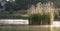 Tuft of cane on the averno lake