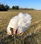 Tuft of cotton in a agricultural field