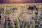 Tuft grass Calamagrostis epigeios on a sunset.