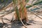 A tuft of grass growing on the beach sand by the Baltic Sea, sharp shadows