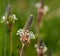 Tuft ribwort Plantago lanceolata on natural background. Herb used in alternative medicine