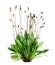 Tuft ribwort Plantago lanceolata on white background. Herb used in alternative medicine