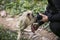 Tufted capuchin Large-headed capuchin and camera woman in Yungas, Coroico, Bolivia