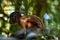 Tufted Capuchin Monkey, Bamboo Cathedral, Chaguaramas, Trinidad and Tobago