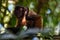 Tufted Capuchin Monkey, Bamboo Cathedral, Chaguaramas, Trinidad and Tobago