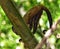 Tufted Capuchin Monkey, Bamboo Cathedral, Chaguaramas, Trinidad and Tobago