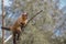 Tufted capuchin monkey climbs branches. The blurred background of the tree.Sapajus apella