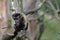 Tufted Capuchin Monkey Sitting on a Low Branch in a Tree