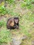 Tufted capuchin, Sapajus apella. Zoo animals