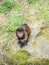 Tufted capuchin, Sapajus apella. Zoo animals