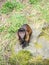 Tufted capuchin, Sapajus apella. Zoo animals