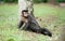 Tufted Capuchin by a tree
