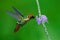 Tufted Coquette, colourful hummingbird with orange crest and collar in the green and violet flower habitat,