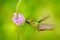 Tufted Coquette, colourful hummingbird with orange crest and collar in the green and violet flower habitat. Bird flying next to pi