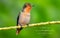 Tufted Coquette with a hopeful Bible Verse