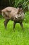 Tufted Deer