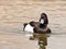 The Tufted Duck