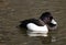 Tufted Duck