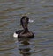 Tufted Duck