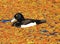 Tufted Duck