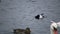 The Tufted duck Aythya fuligula. Birds of Ukraine. Swans, gulls and ducks - wintering waterfowl in the Black Sea