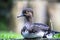 Tufted duck Aythya fuligula sitting on grass area with natural light. This bird is a small diving duck with colourful yellow eye