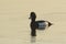 Tufted Duck drake swimming in a lake